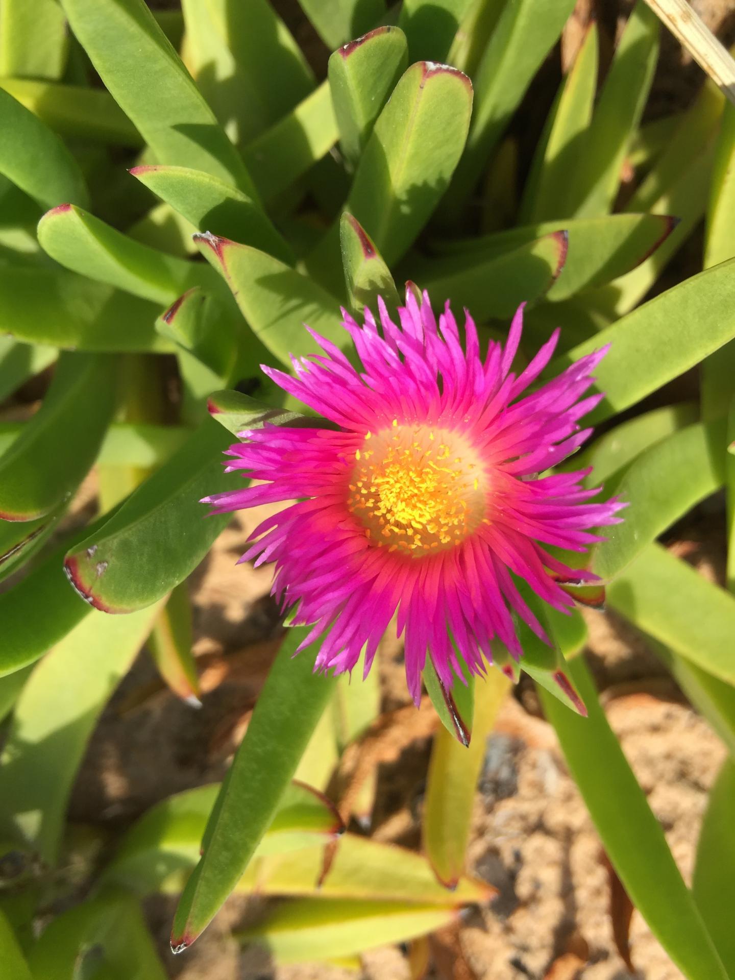 Dune Flower